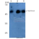 Anti-Tau (phospho-T212) Antibody from Bioworld Technology (BS4775) - Antibodies.com