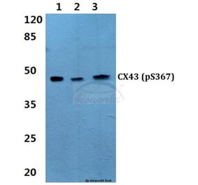 Anti-Connexin 43 (phospho-S367) Antibody from Bioworld Technology (BS4777) - Antibodies.com