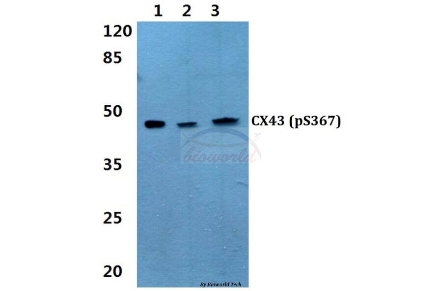 Anti-Connexin 43 (phospho-S367) Antibody from Bioworld Technology (BS4777) - Antibodies.com