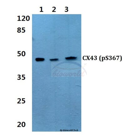Anti-Connexin 43 (phospho-S367) Antibody from Bioworld Technology (BS4777) - Antibodies.com