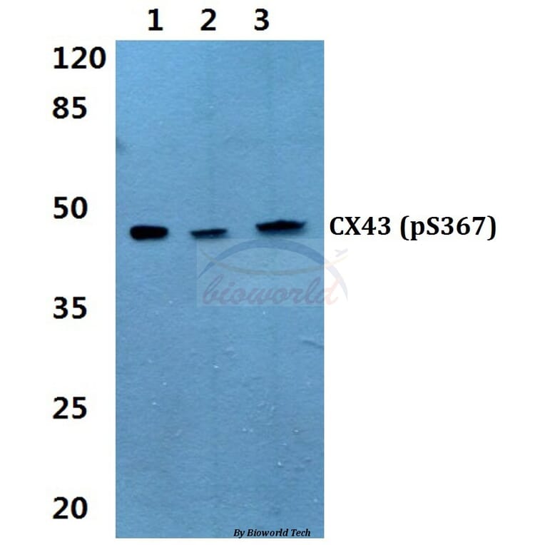 Anti-Connexin 43 (phospho-S367) Antibody from Bioworld Technology (BS4777) - Antibodies.com
