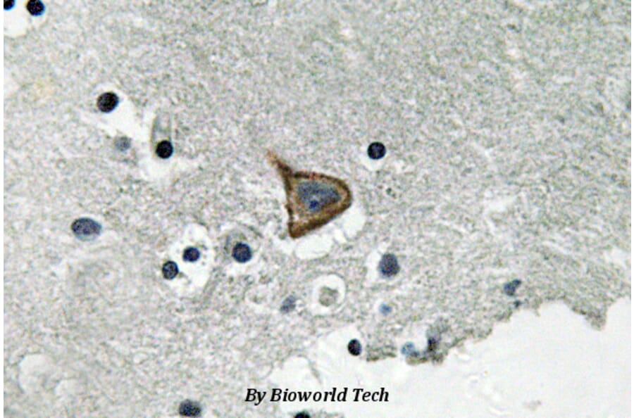 Anti-Connexin 43 (phospho-S367) Antibody from Bioworld Technology (BS4777) - Antibodies.com