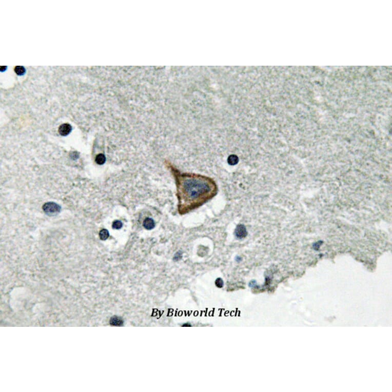 Anti-Connexin 43 (phospho-S367) Antibody from Bioworld Technology (BS4777) - Antibodies.com