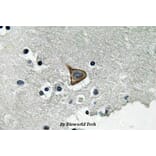 Anti-Connexin 43 (phospho-S367) Antibody from Bioworld Technology (BS4777) - Antibodies.com