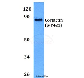 Anti-Cortactin (phospho-Y421) Antibody from Bioworld Technology (BS4778) - Antibodies.com
