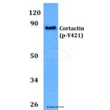 Anti-Cortactin (phospho-Y421) Antibody from Bioworld Technology (BS4778) - Antibodies.com