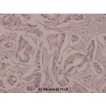 Anti-Cortactin (phospho-Y421) Antibody from Bioworld Technology (BS4778) - Antibodies.com