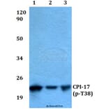 Anti-CPI-17 (phospho-T38) Antibody from Bioworld Technology (BS4780) - Antibodies.com