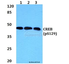 Anti-CREB (phospho-S129) Antibody from Bioworld Technology (BS4781) - Antibodies.com