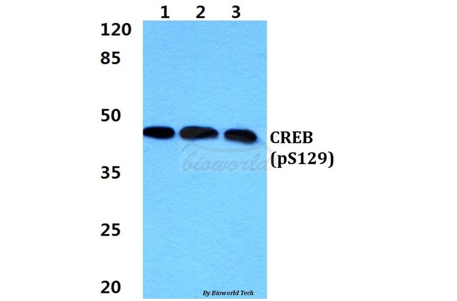 Anti-CREB (phospho-S129) Antibody from Bioworld Technology (BS4781) - Antibodies.com