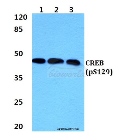Anti-CREB (phospho-S129) Antibody from Bioworld Technology (BS4781) - Antibodies.com
