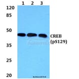 Anti-CREB (phospho-S129) Antibody from Bioworld Technology (BS4781) - Antibodies.com
