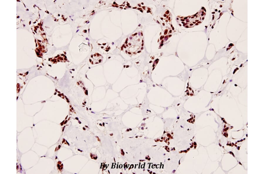 Anti-CREB (phospho-S129) Antibody from Bioworld Technology (BS4781) - Antibodies.com