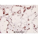 Anti-CREB (phospho-S129) Antibody from Bioworld Technology (BS4781) - Antibodies.com