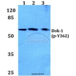 Anti-Dok-1 (phospho-Y362) Antibody from Bioworld Technology (BS4784) - Antibodies.com