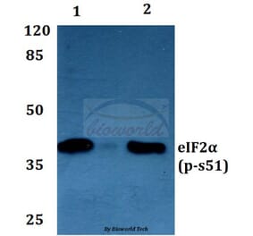 Anti-eIF2α (phospho-S51) Antibody from Bioworld Technology (BS4787) - Antibodies.com