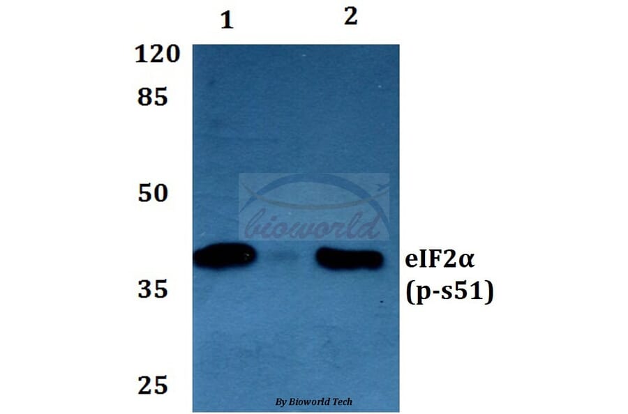 Anti-eIF2α (phospho-S51) Antibody from Bioworld Technology (BS4787) - Antibodies.com