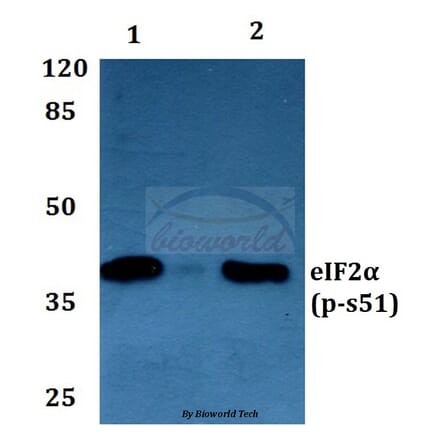 Anti-eIF2α (phospho-S51) Antibody from Bioworld Technology (BS4787) - Antibodies.com