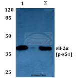 Anti-eIF2α (phospho-S51) Antibody from Bioworld Technology (BS4787) - Antibodies.com