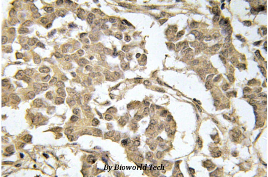 Anti-eIF2α (phospho-S51) Antibody from Bioworld Technology (BS4787) - Antibodies.com