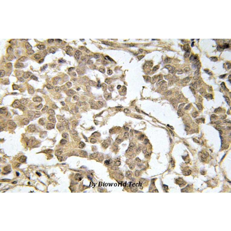 Anti-eIF2α (phospho-S51) Antibody from Bioworld Technology (BS4787) - Antibodies.com