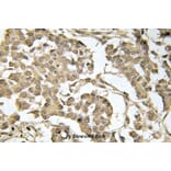 Anti-eIF2α (phospho-S51) Antibody from Bioworld Technology (BS4787) - Antibodies.com
