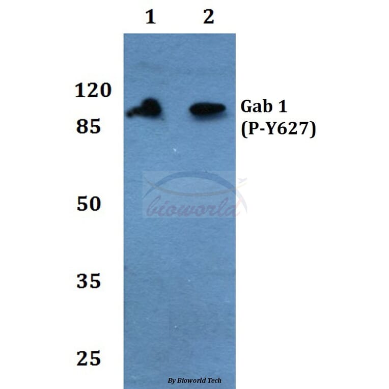 Anti-Gab 1 (phospho-Y627) Antibody from Bioworld Technology (BS4790) - Antibodies.com