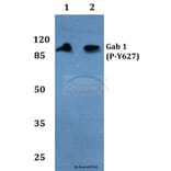 Anti-Gab 1 (phospho-Y627) Antibody from Bioworld Technology (BS4790) - Antibodies.com