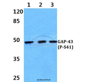 Anti-GAP43 (phospho-S41) Antibody from Bioworld Technology (BS4791) - Antibodies.com