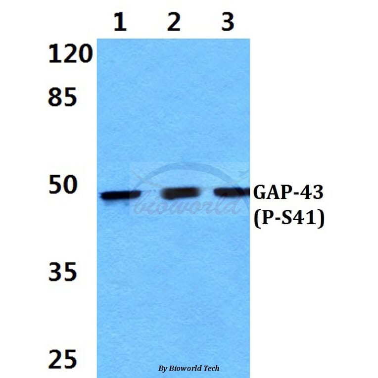 Anti-GAP43 (phospho-S41) Antibody from Bioworld Technology (BS4791) - Antibodies.com