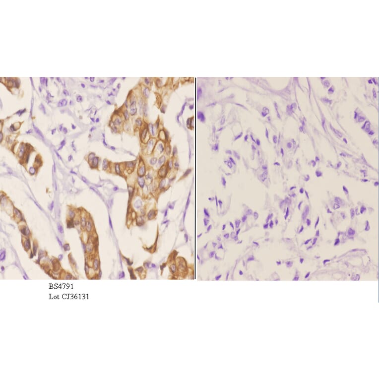 Anti-GAP43 (phospho-S41) Antibody from Bioworld Technology (BS4791) - Antibodies.com