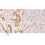 Anti-GAP43 (phospho-S41) Antibody from Bioworld Technology (BS4791) - Antibodies.com