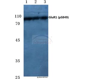 Anti-GluR1 (phospho-S849) Antibody from Bioworld Technology (BS4792) - Antibodies.com