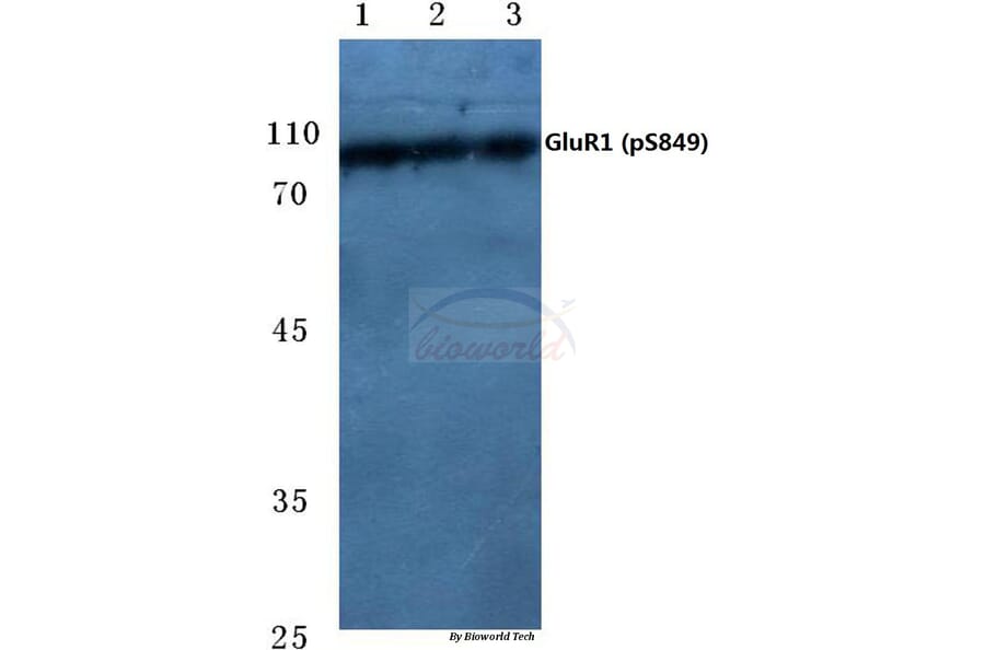 Anti-GluR1 (phospho-S849) Antibody from Bioworld Technology (BS4792) - Antibodies.com