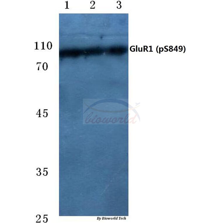 Anti-GluR1 (phospho-S849) Antibody from Bioworld Technology (BS4792) - Antibodies.com