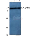 Anti-GluR1 (phospho-S849) Antibody from Bioworld Technology (BS4792) - Antibodies.com