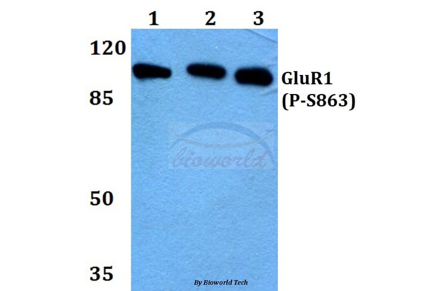 Anti-GluR1 (phospho-S863) Antibody from Bioworld Technology (BS4793) - Antibodies.com