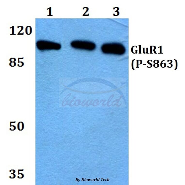 Anti-GluR1 (phospho-S863) Antibody from Bioworld Technology (BS4793) - Antibodies.com