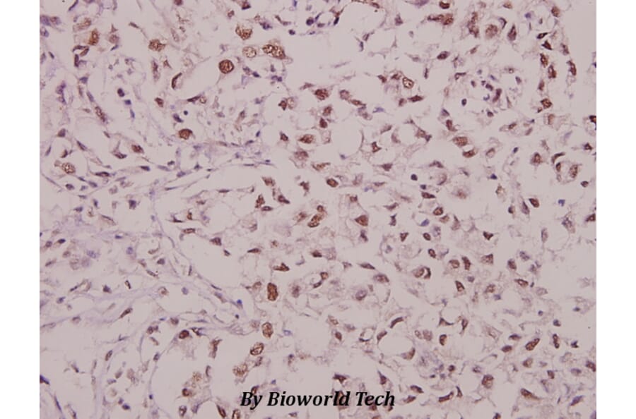 Anti-GluR1 (phospho-S863) Antibody from Bioworld Technology (BS4793) - Antibodies.com