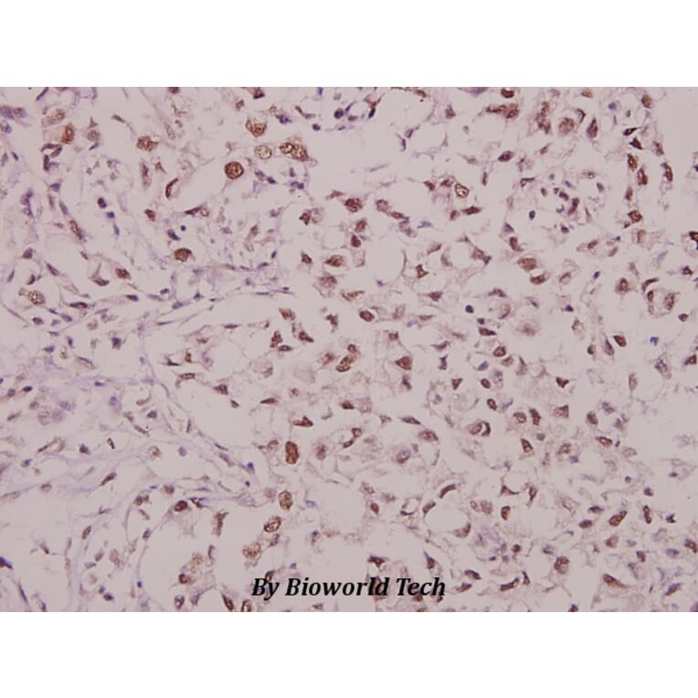 Anti-GluR1 (phospho-S863) Antibody from Bioworld Technology (BS4793) - Antibodies.com