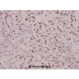 Anti-GluR1 (phospho-S863) Antibody from Bioworld Technology (BS4793) - Antibodies.com