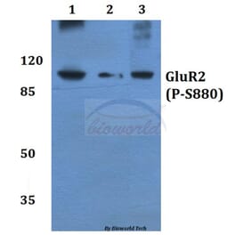 Anti-GluR-2 (phospho-S880) Antibody from Bioworld Technology (BS4794) - Antibodies.com