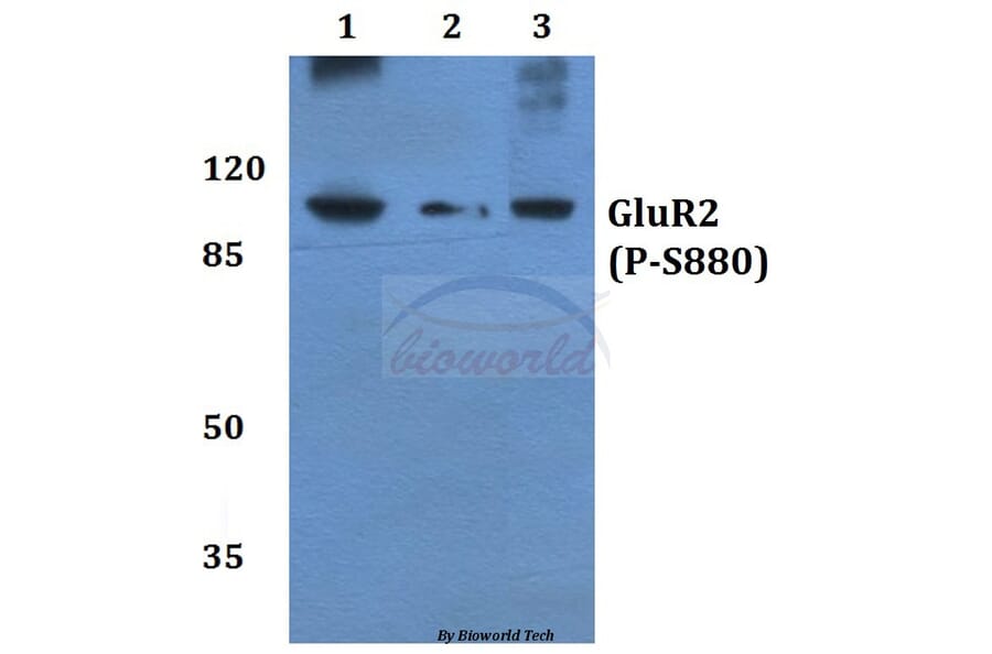 Anti-GluR-2 (phospho-S880) Antibody from Bioworld Technology (BS4794) - Antibodies.com