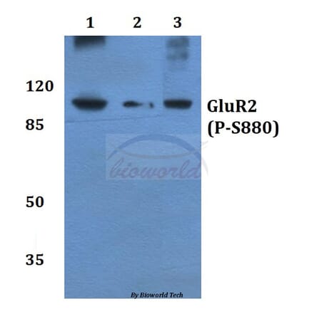 Anti-GluR-2 (phospho-S880) Antibody from Bioworld Technology (BS4794) - Antibodies.com