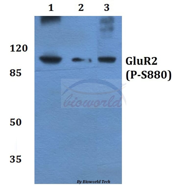 Anti-GluR-2 (phospho-S880) Antibody from Bioworld Technology (BS4794) - Antibodies.com
