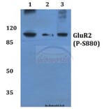 Anti-GluR-2 (phospho-S880) Antibody from Bioworld Technology (BS4794) - Antibodies.com
