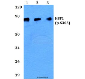 Anti-HSF1 (phospho-S303) Antibody from Bioworld Technology (BS4795) - Antibodies.com