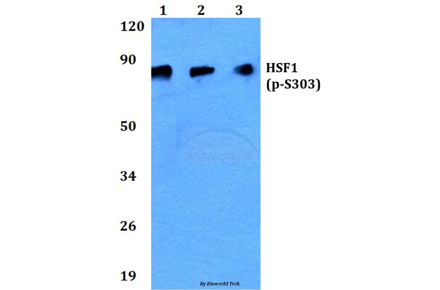 Anti-HSF1 (phospho-S303) Antibody from Bioworld Technology (BS4795) - Antibodies.com