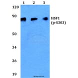 Anti-HSF1 (phospho-S303) Antibody from Bioworld Technology (BS4795) - Antibodies.com