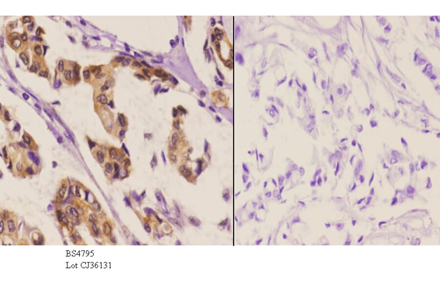 Anti-HSF1 (phospho-S303) Antibody from Bioworld Technology (BS4795) - Antibodies.com